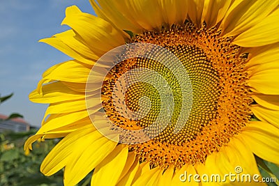 Sun flower Stock Photo